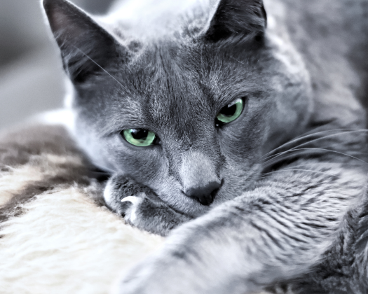 Russisch Blau liegt auf einer Decke